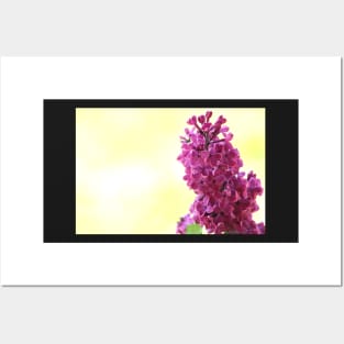 Purple lilac branch close up, flower photography Posters and Art